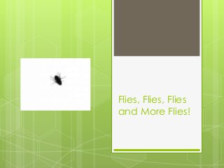 Flies, Flies, Flies
and More Flies!
 