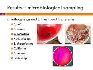 Flies as potential carriers for diseases in pork butcheries in Kampala