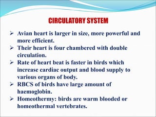 Bird Rbcs Flight-Adaptation-in-Birds.ppt