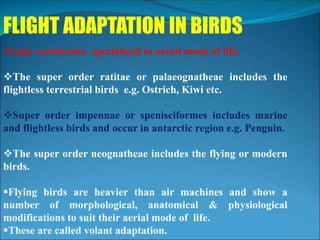 Flight-Adaptation-in-Birds.ppt
