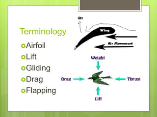 Flight adaptation and Mechanism Of Flight in Birds. | PPTX