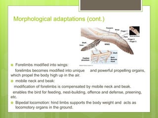 Flight adaptation and Mechanism Of Flight in Birds. | PPTX