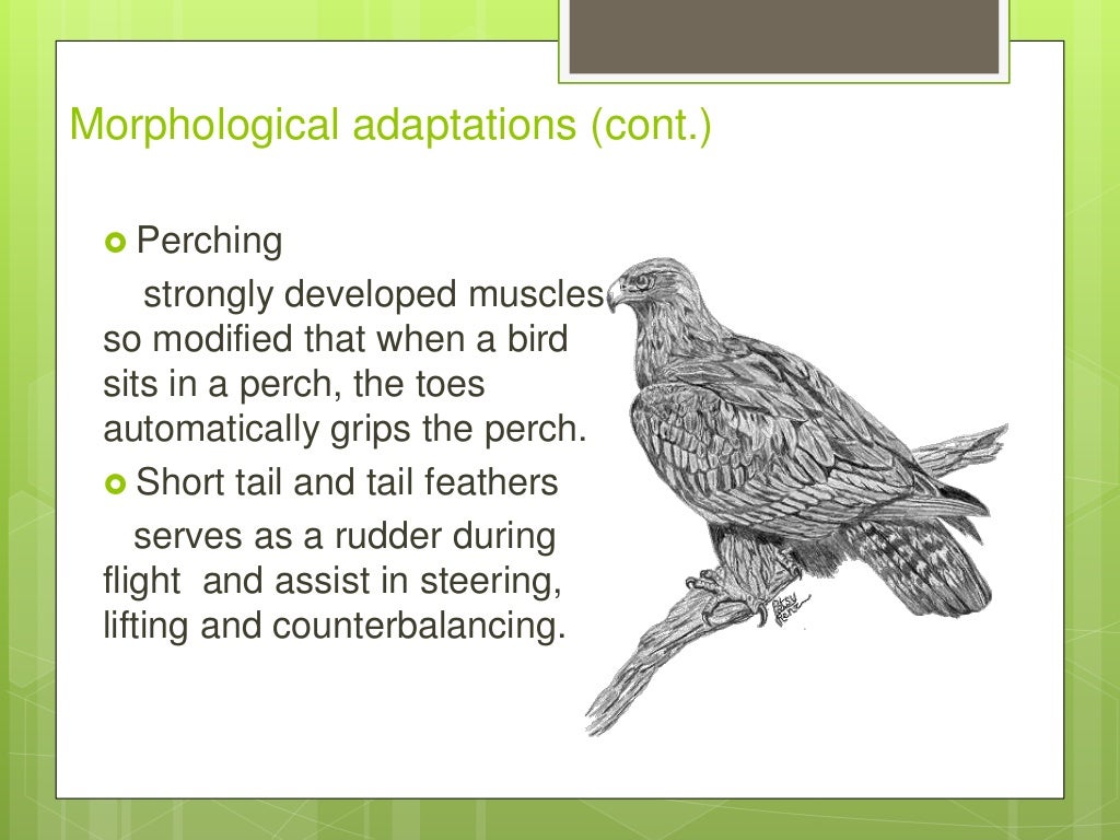 Flight adaptation and Mechanism Of Flight in Birds.