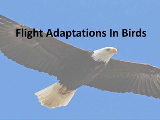 Flight Adaptations In Birds
 