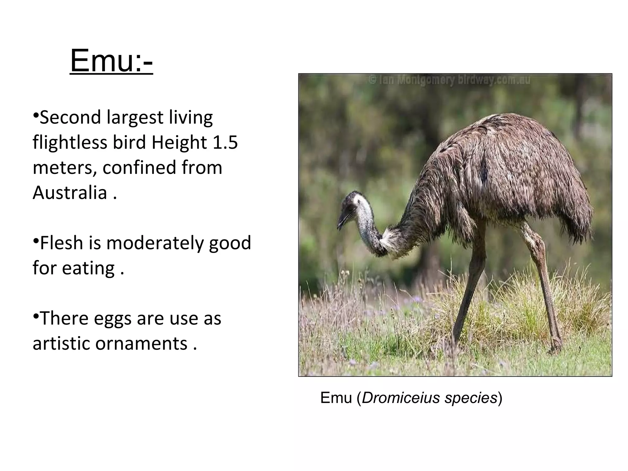 Emu (Dromiceius species)
Emu:-
•Second largest living
flightless bird Height 1.5
meters, confined from
Australia .
•Flesh is moderately good
for eating .
•There eggs are use as
artistic ornaments .
 