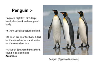 Penguin (Pygoscelis species)
Penguin :-
• Aquatic flightless bird, large
head, short neck and elongated
body.
•It show upright posture on land .
•All adult are countershaded dark
on the dorsal surface and white
on the ventral surface.
•Native of Southern hemisphere,
found in cold climates
Antarctica.
 