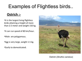 Examples of Flightless birds..
Ostrich (Struthio camelus)
Ostrich :-
•It is the largest living flightless
birds attaining a height of more
than 2.5 meter and weight 150 kg.
•It can run speed of 80 km/hour.
•Male are polygamous.
•Egg is very large, weight 1.5 kg.
•Easily to domesticated.
 