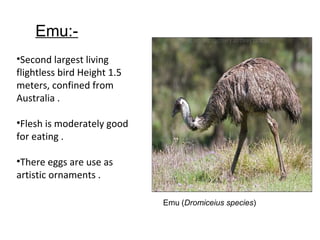 Emu (Dromiceius species)
Emu:-
•Second largest living
flightless bird Height 1.5
meters, confined from
Australia .
•Flesh is moderately good
for eating .
•There eggs are use as
artistic ornaments .
 