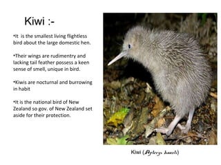 Kiwi (Apteryx haasti)
Kiwi :-
•It is the smallest living flightless
bird about the large domestic hen.
•Their wings are rudimentry and
lacking tail feather possess a keen
sense of smell, unique in bird.
•Kiwis are nocturnal and burrowing
in habit
•It is the national bird of New
Zealand so gov. of New Zealand set
aside for their protection.
 
