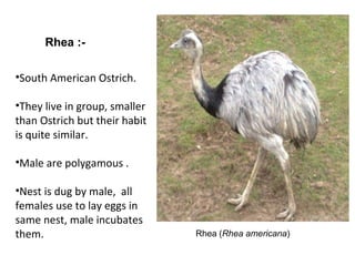 Rhea (Rhea americana)
Rhea :-
•South American Ostrich.
•They live in group, smaller
than Ostrich but their habit
is quite similar.
•Male are polygamous .
•Nest is dug by male, all
females use to lay eggs in
same nest, male incubates
them.
 