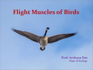 Flight Muscles of Birds
Prof. Archana Das
Dept. of Zoology
 
