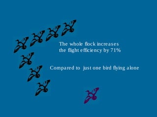 The whole flock increases
the flight efficiency by 71%
Compared to just one bird flying alone
 