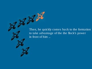 Then, he quickly comes back to the formation
to take advantage of the the flock’s power
in front of him ..
 