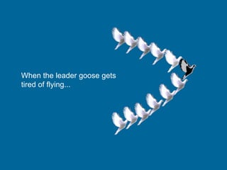 When the leader goose gets
tired of flying...
 