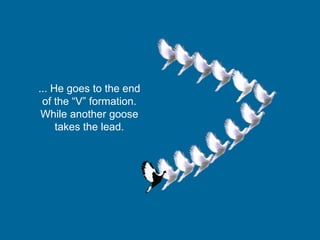 ... He goes to the end
of the “V” formation.
While another goose
takes the lead.
 