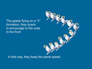 The geese flying on a “V”
formation, they quack
to encourage to the ones
in the front.
In that way, they keep the same speed.
 