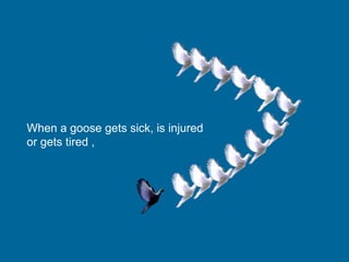 When a goose gets sick, is injured
or gets tired ,
 