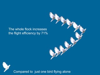 The whole flock increases
the flight efficiency by 71%
Compared to just one bird flying alone
 