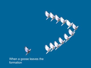 When a goose leaves the
formation..
 
