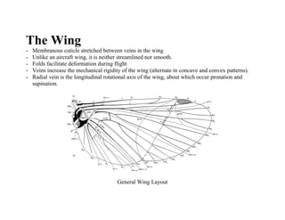 The Wing
-   Membranous cuticle stretched between veins in the wing
-   Unlike an aircraft wing, it is neither streamlined nor smooth.
-   Folds facilitate deformation during flight
-   Veins increase the mechanical rigidity of the wing (alternate in concave and convex patterns).
-   Radial vein is the longitudinal rotational axis of the wing, about which occur pronation and
    supination.




                                        General Wing Layout
 