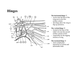 Hinges
         The horizontal hinge •
         - occurs near the base of the
           wing next to the first
           axillary sclerite
         - this hinge allow the wing to
           flap up and down.

         The vertical hinge ‚
         - located at the base of the
           radial vein near the second
           axillary sclerite (2AX)
         - responsible for the lagging
           motions of wing,

         The torsional hinge ƒ
         - more complicated
           interaction of sclerite and
           deformable folds
 