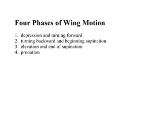Four Phases of Wing Motion
1.   depression and turning forward
2.   turning backward and beginning supination
3.   elevation and end of supination
4.   pronation
 