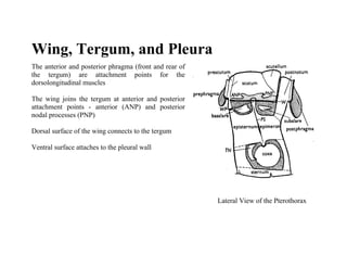 Wing, Tergum, and Pleura
The anterior and posterior phragma (front and rear of
the tergum) are attachment points for the
dorsolongitudinal muscles

The wing joins the tergum at anterior and posterior
attachment points - anterior (ANP) and posterior
nodal processes (PNP)

Dorsal surface of the wing connects to the tergum

Ventral surface attaches to the pleural wall




                                                        Lateral View of the Pterothorax
 