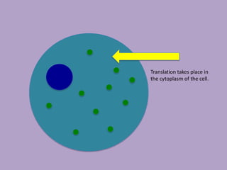 Translation takes place in
the cytoplasm of the cell.
 