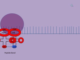 UAC      CUG
AUG      GAC




MET       ASP

 Peptide Bond
 