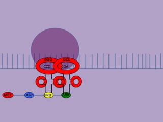 GGG   GCU
            CCC   CGA




MET   ASP   PRO   ARG
 