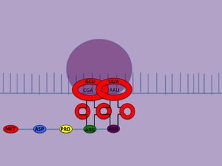 GCU   UUA
                  CGA   AAU




MET   ASP   PRO   ARG   ASN
 