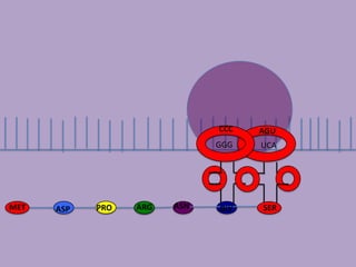 CCC AGU
GGG UCA
MET ASP PRO ARG ASN GLY SER