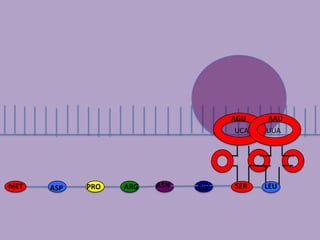 AGU AAU
UCA UUA
MET ASP PRO ARG ASN GLY SER LEU