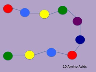 10 Amino Acids