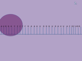 A U G G A   C C C C C G A A A U   G G G U G A U U   A C GC AGG
 