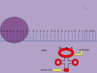 A U G G A   C C C C C G A A A U    G G G U G A U U   A C GC AGG




                                       U   A   C
                           tRNA                      Anticodon




                          Amino acid
 