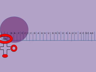 G A C C C C C G A A A U G G G U G A U U A C GC AG
G
AUG