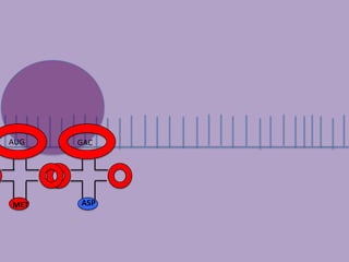 AUG   GAC




MET   ASP
 
