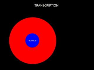 TRANSCRIPTION




nucleus
 