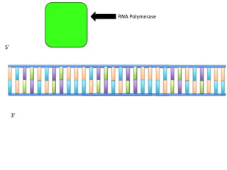 RNA Polymerase




5’




     3’
 