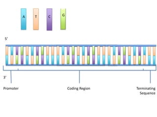 A   T   C   G




5’




3’

Promoter                   Coding Region   Terminating
                                             Sequence
 
