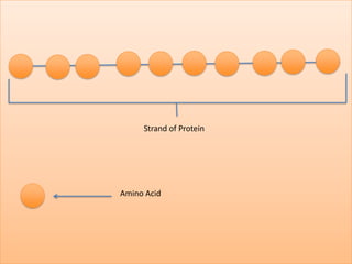 Strand of Protein




Amino Acid
 