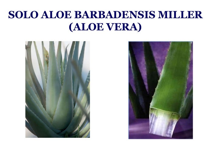 aloe mirtillo forever