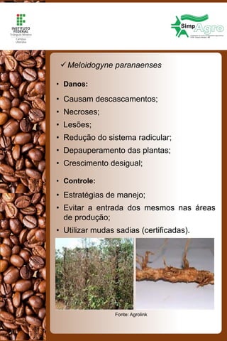 Meloidogyne paranaenses
• Danos:
• Causam descascamentos;
• Necroses;
• Lesões;
• Redução do sistema radicular;
• Depauperamento das plantas;
• Crescimento desigual;
• Controle:
• Estratégias de manejo;
• Evitar a entrada dos mesmos nas áreas
de produção;
• Utilizar mudas sadias (certificadas).
Fonte: Agrolink
 