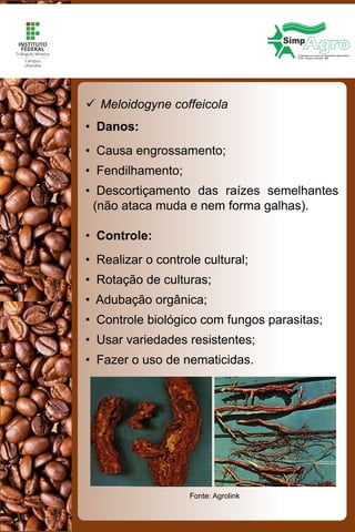  Meloidogyne coffeicola
• Danos:
• Causa engrossamento;
• Fendilhamento;
• Descortiçamento das raízes semelhantes
(não ataca muda e nem forma galhas).
• Controle:
• Realizar o controle cultural;
• Rotação de culturas;
• Adubação orgânica;
• Controle biológico com fungos parasitas;
• Usar variedades resistentes;
• Fazer o uso de nematicidas.
Fonte: Agrolink
 