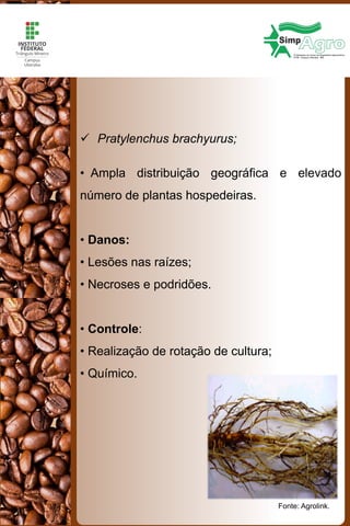  Pratylenchus brachyurus;
• Ampla distribuição geográfica e elevado
número de plantas hospedeiras.
• Danos:
• Lesões nas raízes;
• Necroses e podridões.
• Controle:
• Realização de rotação de cultura;
• Químico.
Fonte: Agrolink.
 