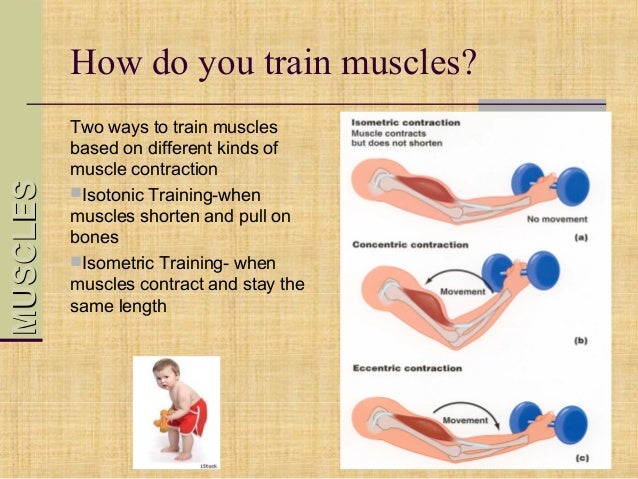 How do muscles contract?