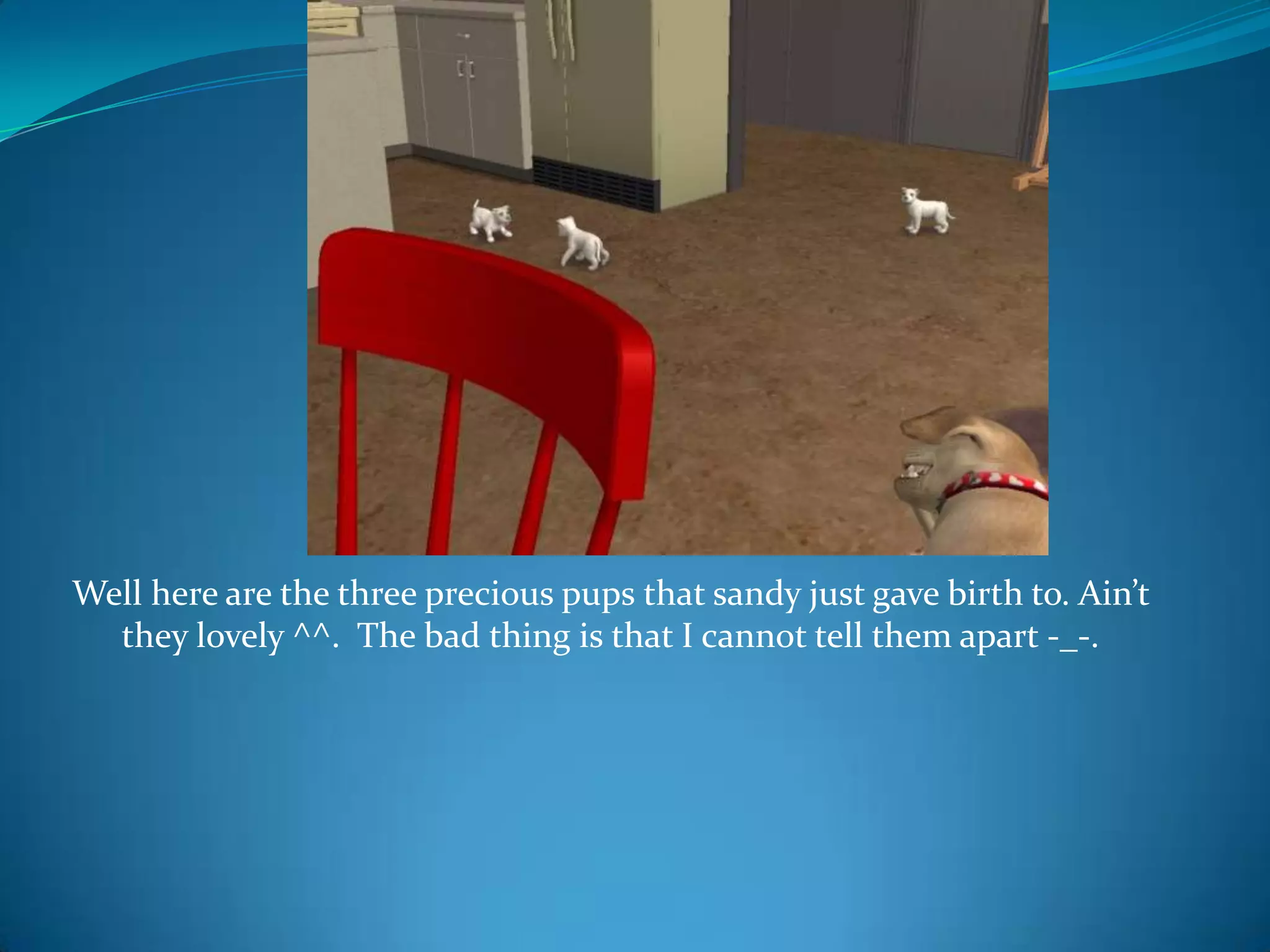 Well here are the three precious pups that sandy just gave birth to. Ain’t they lovely ^^.  The bad thing is that I cannot tell them apart -_-.