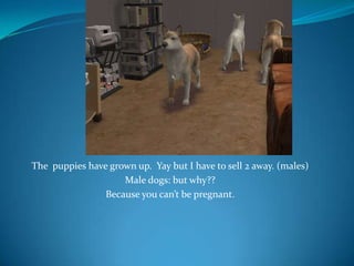 The  puppies have grown up.  Yay but I have to sell 2 away. (males)Male dogs: but why??Because you can’t be pregnant.
