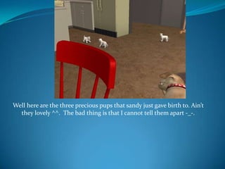 Well here are the three precious pups that sandy just gave birth to. Ain’t they lovely ^^.  The bad thing is that I cannot tell them apart -_-.